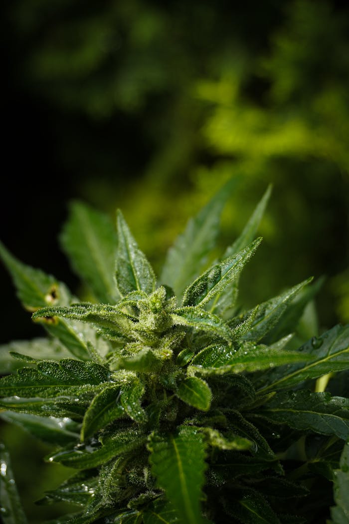 Services High-quality macro shot of a cannabis plant showcasing green leaves and visible trichomes.
