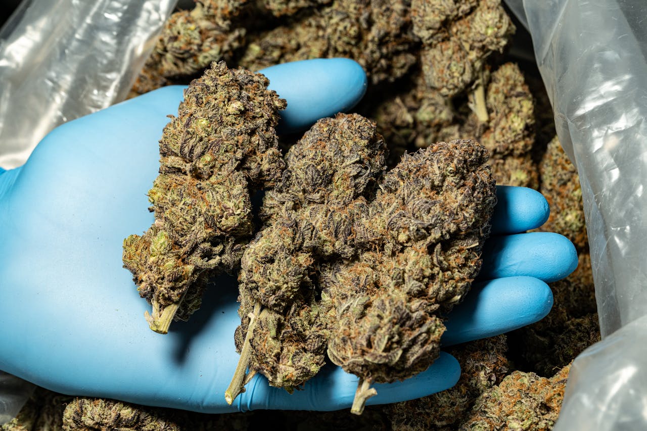 About Detailed view of cannabis buds being held in a blue gloved hand, showcasing texture and quality.